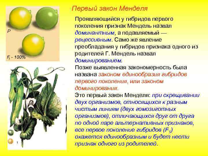 Первый закон Менделя Проявляющийся у гибридов первого поколения признак Мендель назвал доминантным, а подавляемый