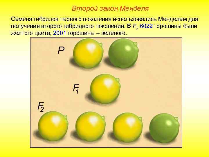 Второй закон Менделя Семена гибридов первого поколения использовались Менделем для получения второго гибридного поколения.