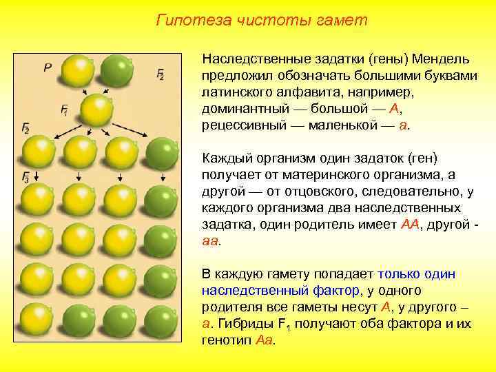 Гипотеза чистоты гамет Наследственные задатки (гены) Мендель предложил обозначать большими буквами латинского алфавита, например,