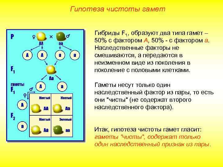 Гипотеза чистоты гамет Гибриды F 1, образуют два типа гамет – 50% с фактором