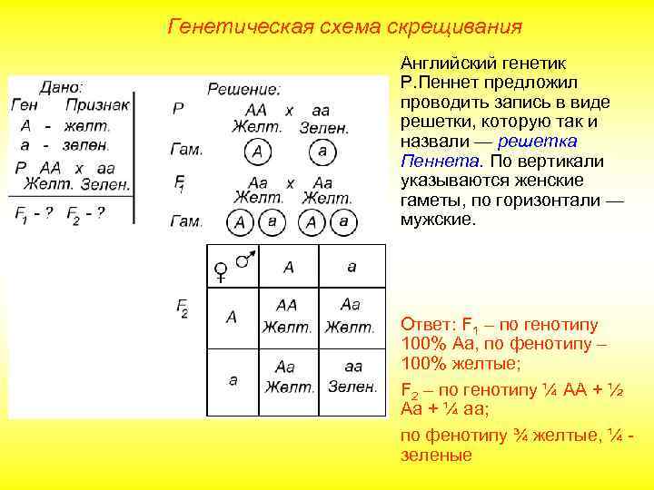 Генетическая схема скрещивания Английский генетик Р. Пеннет предложил проводить запись в виде решетки, которую