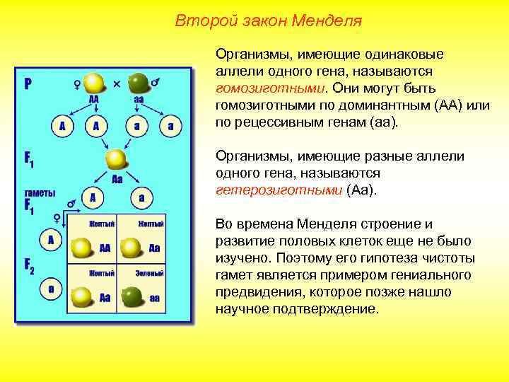 Второй закон Менделя Организмы, имеющие одинаковые аллели одного гена, называются гомозиготными. Они могут быть