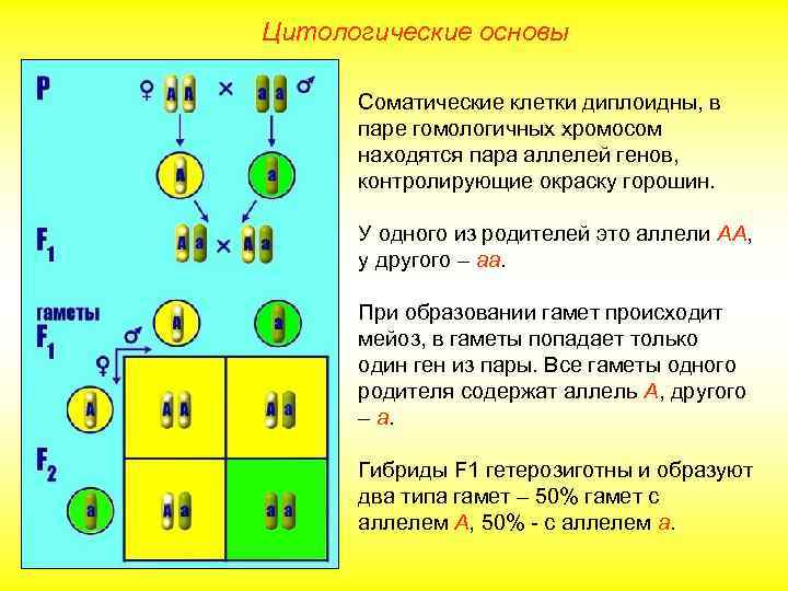 Цитологические основы Соматические клетки диплоидны, в паре гомологичных хромосом находятся пара аллелей генов, контролирующие