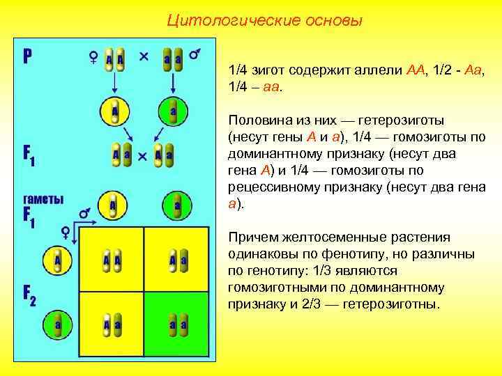 Цитологические основы 1/4 зигот содержит аллели АА, 1/2 - Аа, 1/4 – аа. Половина