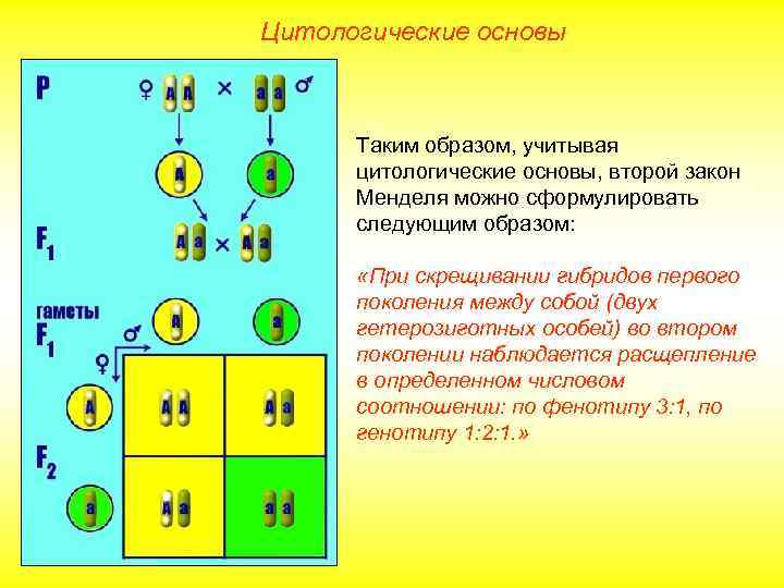 Цитологические основы Таким образом, учитывая цитологические основы, второй закон Менделя можно сформулировать следующим образом: