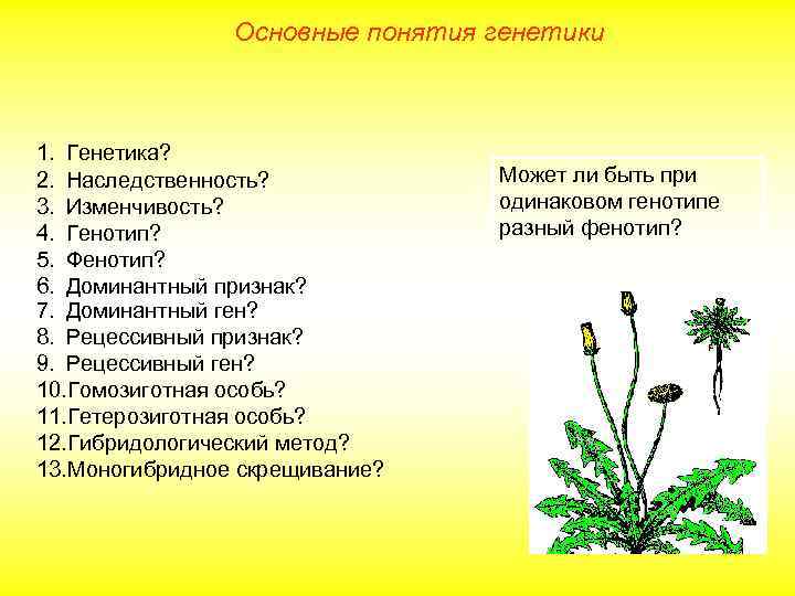 Основные понятия генетики 1. Генетика? 2. Наследственность? 3. Изменчивость? 4. Генотип? 5. Фенотип? 6.