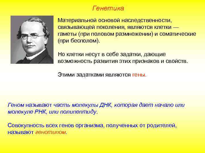 Генетика Материальной основой наследственности, связывающей поколения, являются клетки — гаметы (при половом размножении) и