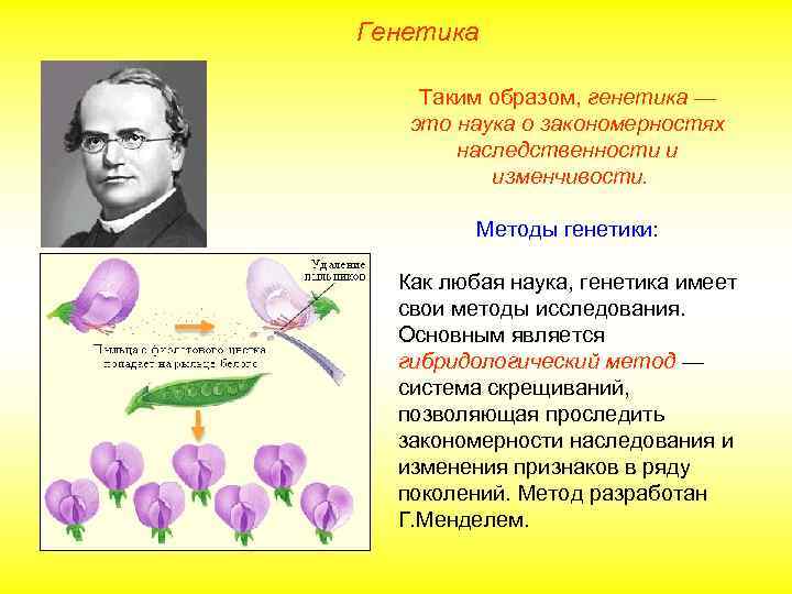 Генетика Таким образом, генетика — это наука о закономерностях наследственности и изменчивости. Методы генетики: