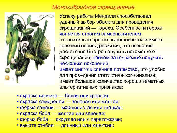 Моногибридное скрещивание Успеху работы Менделя способствовал удачный выбор объекта для проведения скрещиваний — гороха.