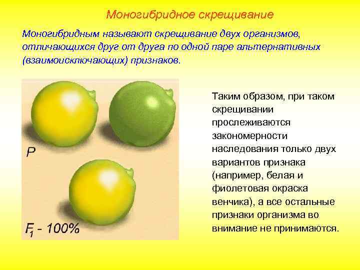 Моногибридное скрещивание Моногибридным называют скрещивание двух организмов, отличающихся друг от друга по одной паре