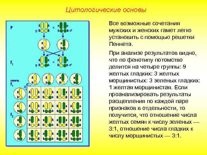 Цитологические основы Все возможные сочетания мужских и женских гамет легко установить с помощью решетки