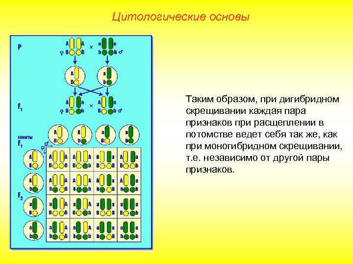 Цитологические основы Таким образом, при дигибридном скрещивании каждая пара признаков при расщеплении в потомстве