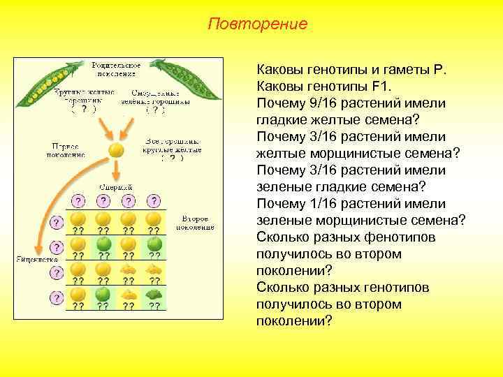 Повторение Каковы генотипы и гаметы Р. Каковы генотипы F 1. Почему 9/16 растений имели