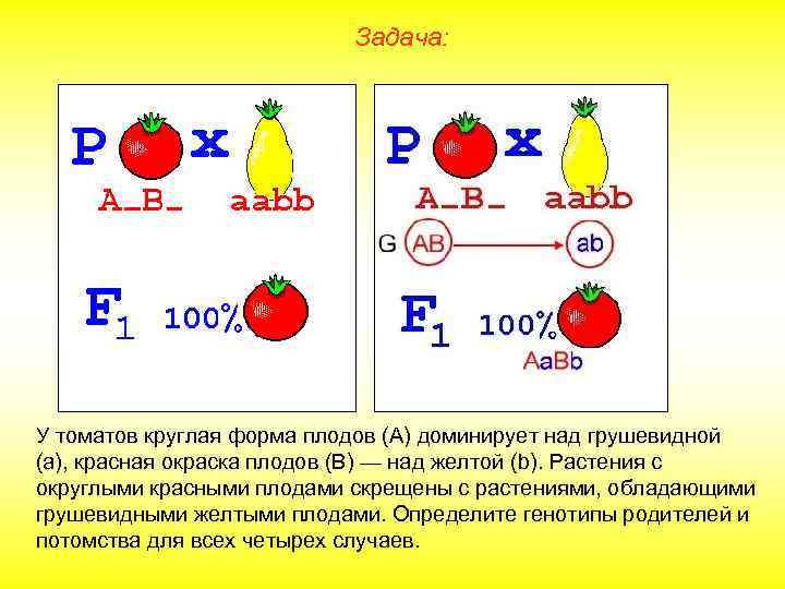 Задача: У томатов круглая форма плодов (А) доминирует над грушевидной (а), красная окраска плодов