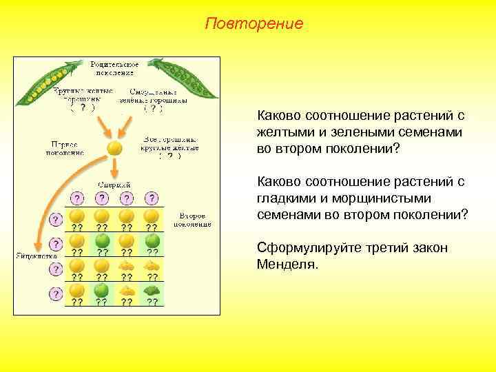 Повторение Каково соотношение растений с желтыми и зелеными семенами во втором поколении? Каково соотношение