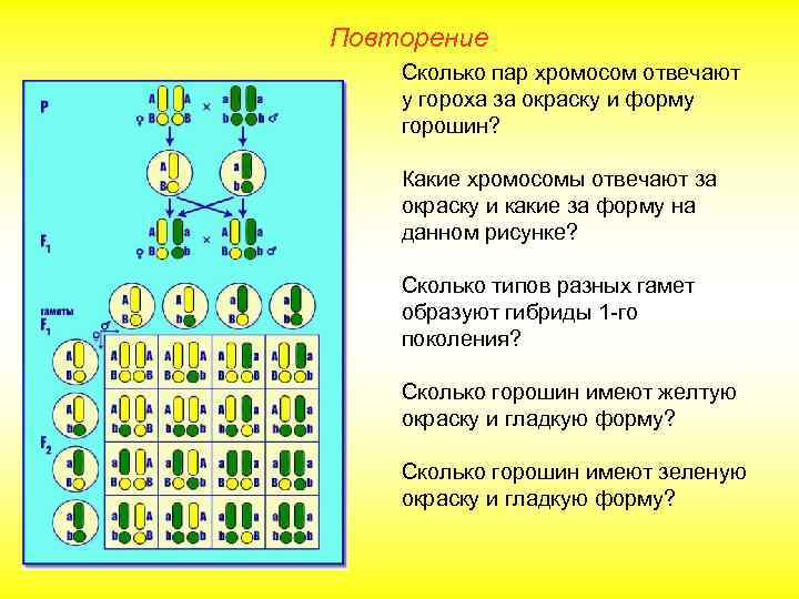 Повторение Сколько пар хромосом отвечают у гороха за окраску и форму горошин? Какие хромосомы