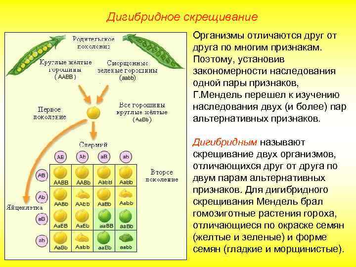 Дигибридное скрещивание Организмы отличаются друг от друга по многим признакам. Поэтому, установив закономерности наследования