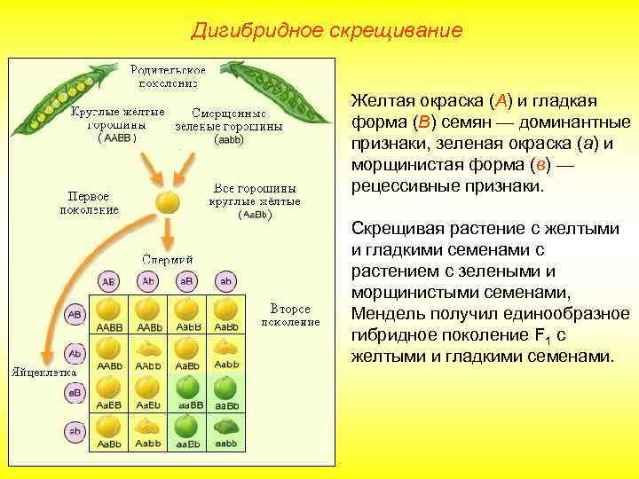 Дигибридное скрещивание Желтая окраска (А) и гладкая форма (В) семян — доминантные признаки, зеленая