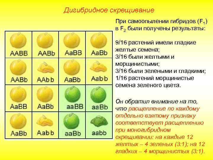 Дигибридное скрещивание При самоопылении гибридов (F 1) в F 2 были получены результаты: 9/16