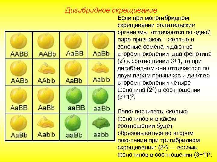 Дигибридное скрещивание Если при моногибридном скрещивании родительские организмы отличаются по одной паре признаков –