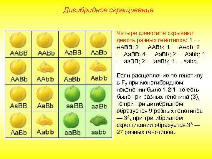 Дигибридное скрещивание Четыре фенотипа скрывают девять разных генотипов: 1 — ААBB; 2 — AABb;