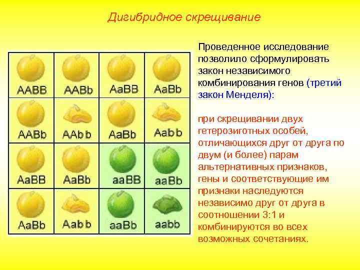 Дигибридное скрещивание Проведенное исследование позволило сформулировать закон независимого комбинирования генов (третий закон Менделя): при