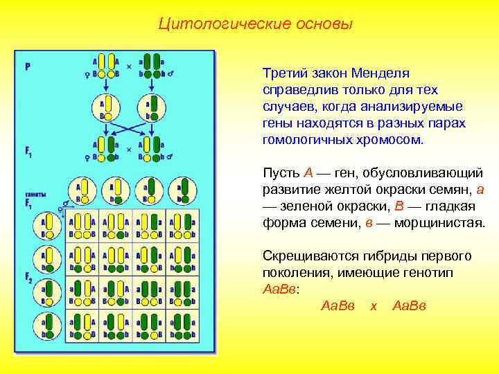 Цитологические основы Третий закон Менделя справедлив только для тех случаев, когда анализируемые гены находятся