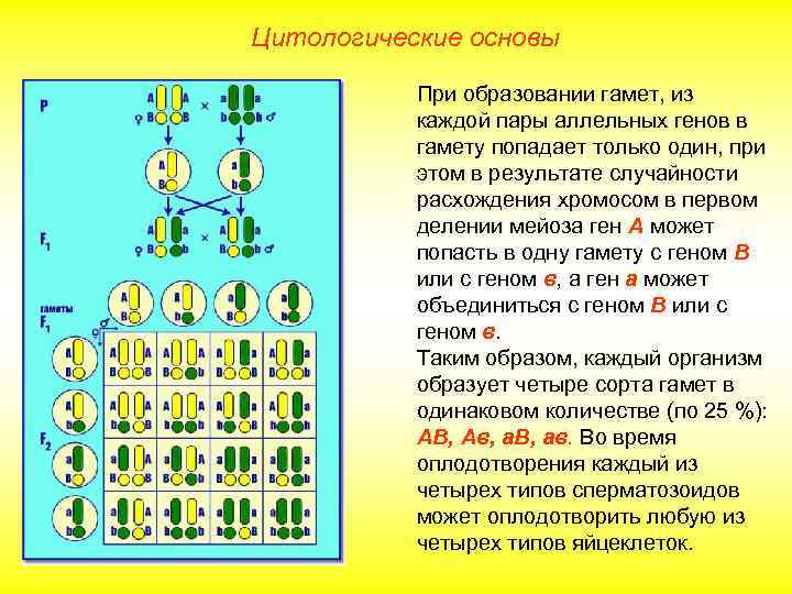 Цитологические основы При образовании гамет, из каждой пары аллельных генов в гамету попадает только