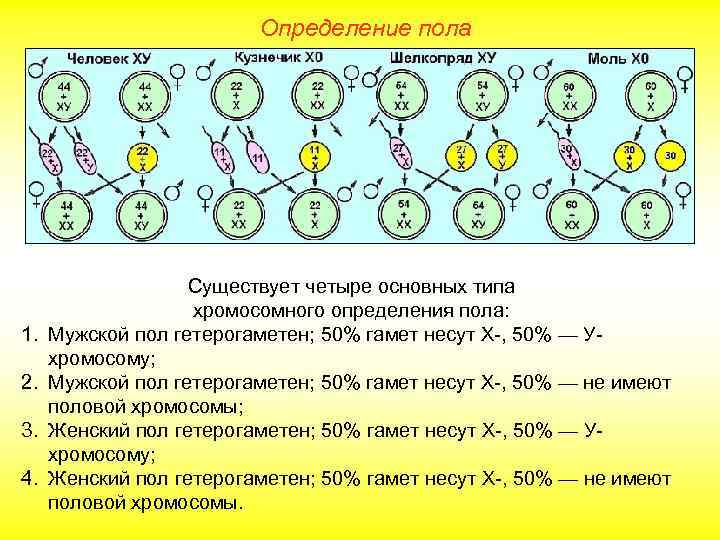 Определение пола по фото