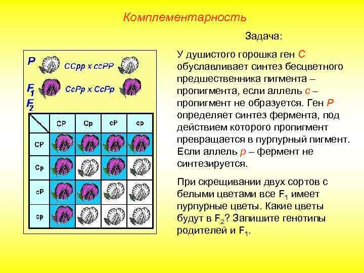 Комплементарность Задача: У душистого горошка ген С обуславливает синтез бесцветного предшественника пигмента – пропигмента,