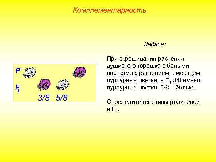 Комплементарность Задача: При скрещивании растения душистого горошка с белыми цветками с растением, имеющем пурпурные