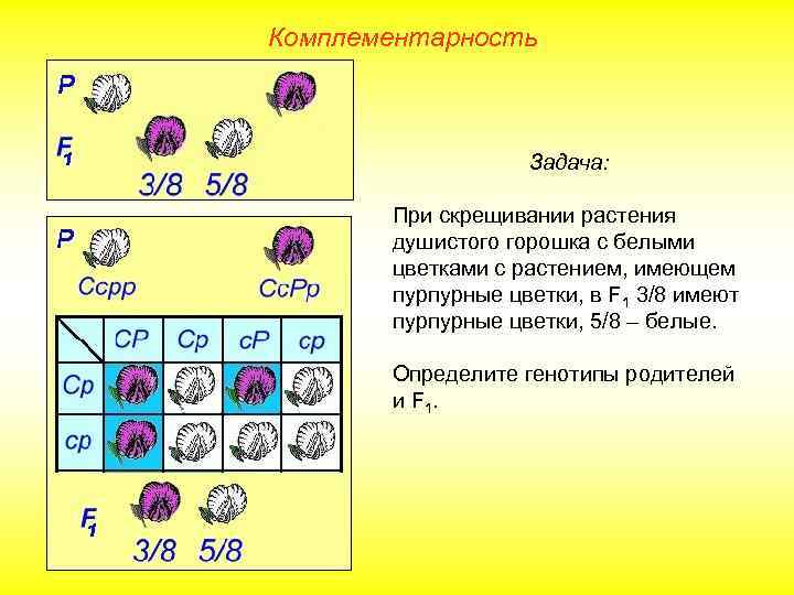 Комплементарность Задача: При скрещивании растения душистого горошка с белыми цветками с растением, имеющем пурпурные