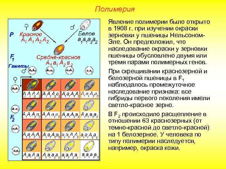 Полимерия Явление полимерии было открыто в 1908 г. при изучении окраски зерновки у пшеницы