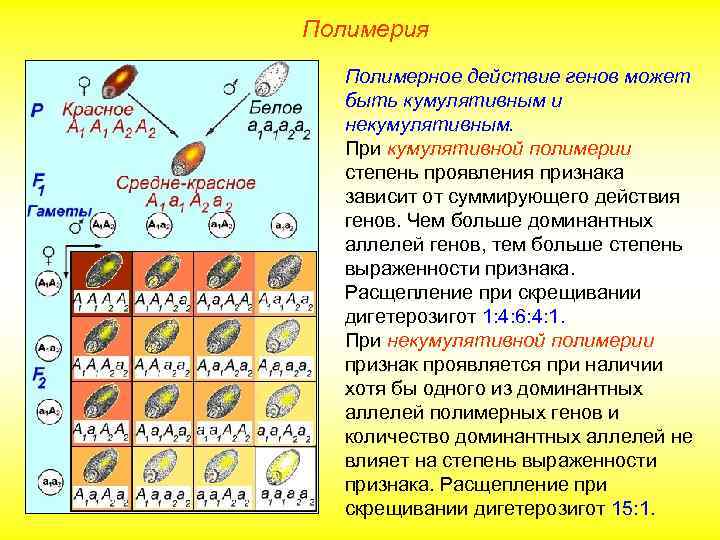 Полимерия Полимерное действие генов может быть кумулятивным и некумулятивным. При кумулятивной полимерии степень проявления