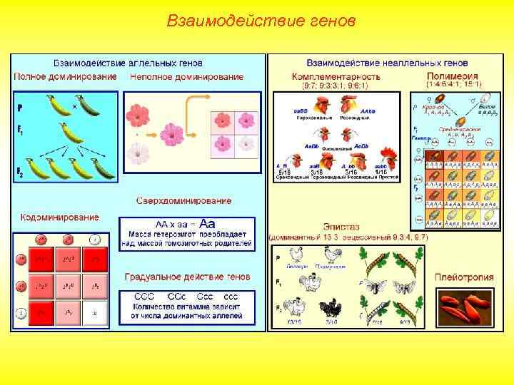 Взаимодействие генов 