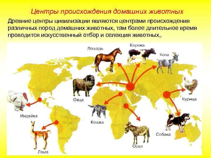 Центры происхождения домашних животных Древние центры цивилизации являются центрами происхождения различных пород домашних животных,