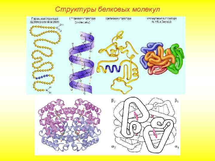 Структуры белковых молекул 