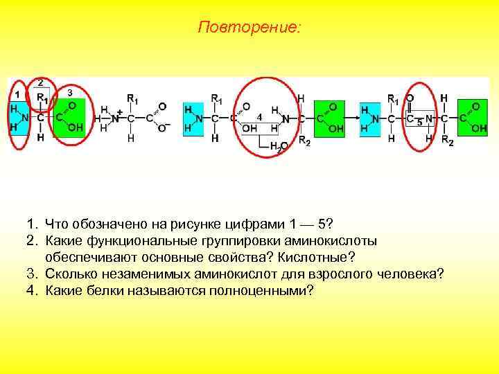 Повторение: 1. Что обозначено на рисунке цифрами 1 — 5? 2. Какие функциональные группировки
