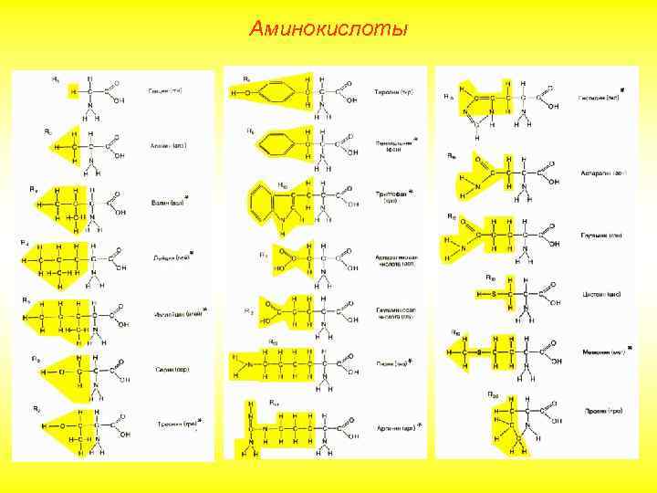 Аминокислоты 