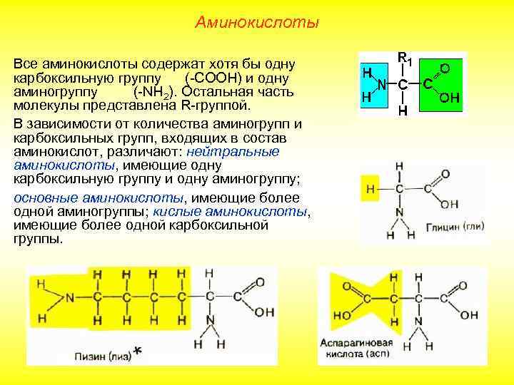 Аминокислоты Все аминокислоты содержат хотя бы одну карбоксильную группу (-СООН) и одну аминогруппу (-NH