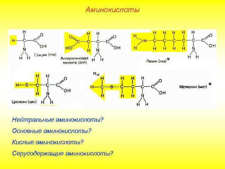 Аминокислоты Нейтральные аминокислоты? Основные аминокислоты? Кислые аминокислоты? Серусодержащие аминокислоты? 