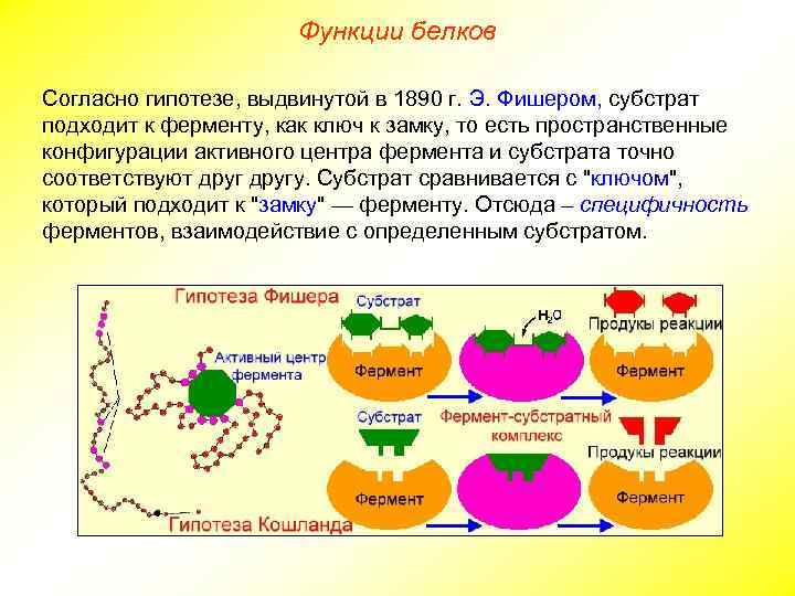 Функции белков Согласно гипотезе, выдвинутой в 1890 г. Э. Фишером, субстрат подходит к ферменту,