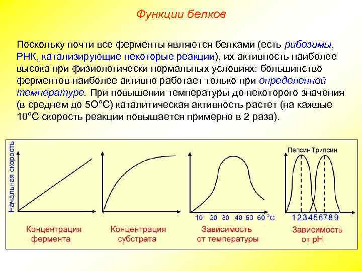 Функции белков Поскольку почти все ферменты являются белками (есть рибозимы, РНК, катализирующие некоторые реакции),