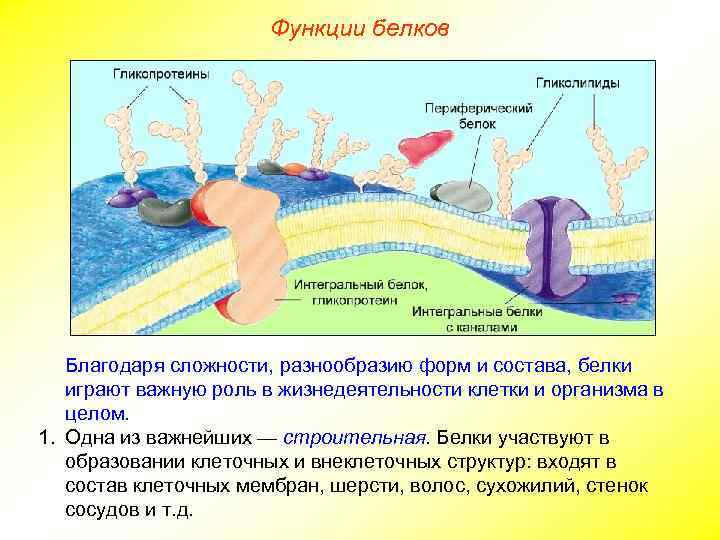Функции белков Благодаря сложности, разнообразию форм и состава, белки играют важную роль в жизнедеятельности
