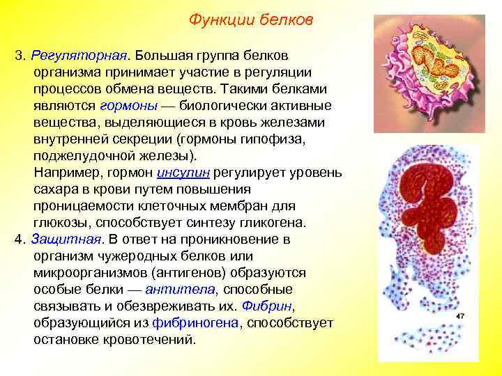 Функции белков 3. Регуляторная. Большая группа белков организма принимает участие в регуляции процессов обмена