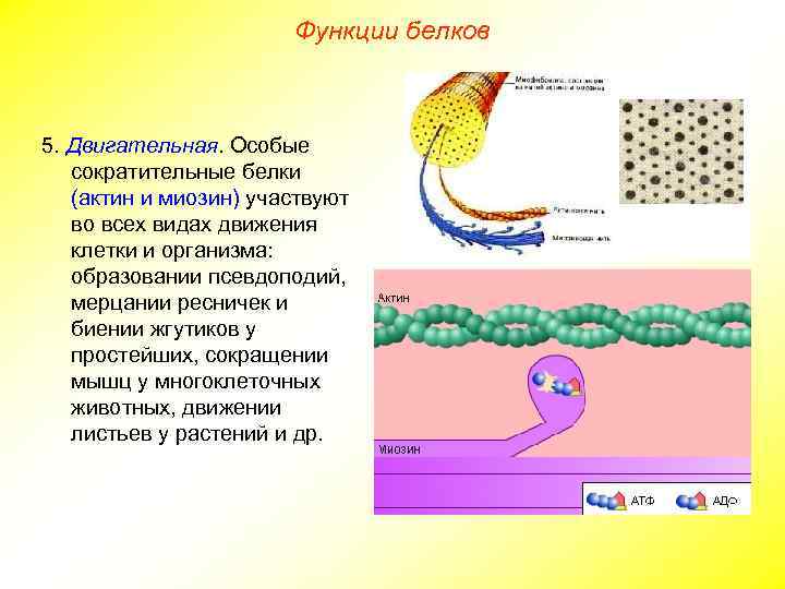Функции белков 5. Двигательная. Особые сократительные белки (актин и миозин) участвуют во всех видах