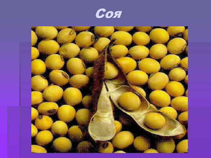 Соя 