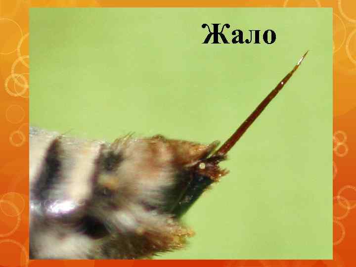 Жало 