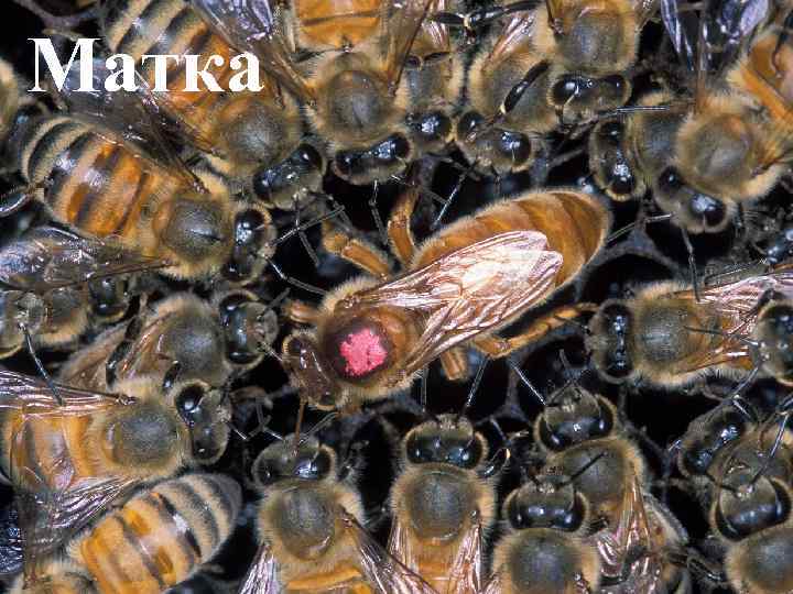 Матка 