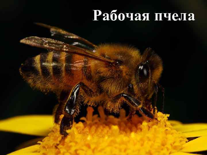 Рабочая пчела 
